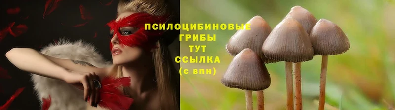 Галлюциногенные грибы Psilocybine cubensis  купить  сайты  Островной 